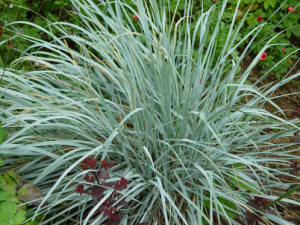 Elymus hispidus or glauca - Ornamental garden blue grass.